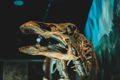 A dinosaur skeleton on display in a natural history museum